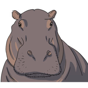 how to draw a hippopotamus face