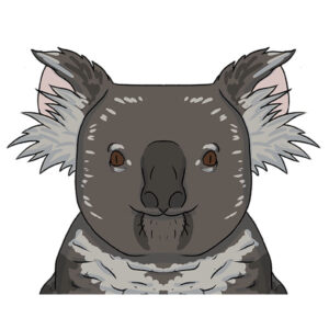 how to draw a koala face