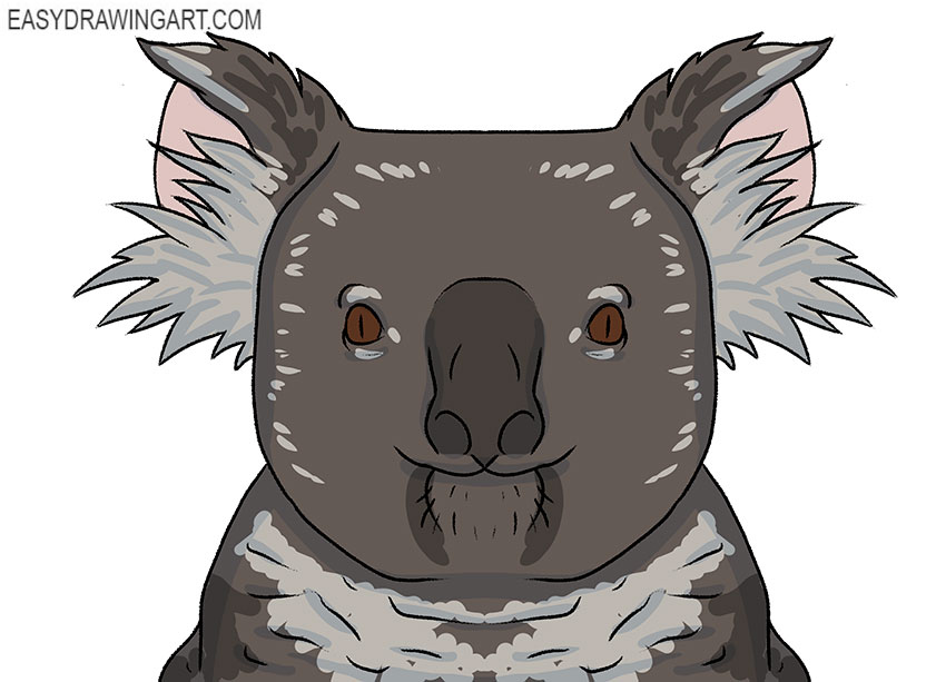 koala face drawing guide