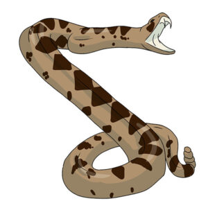 how to draw a rattlesnake