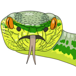 how to draw a snake face