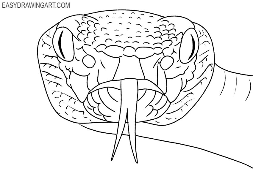 snake face drawing step by step