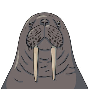 how to draw a walrus face
