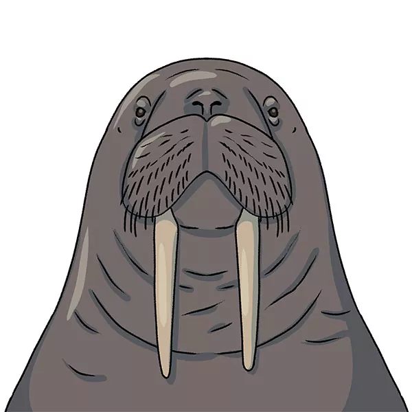 How to Draw a Walrus Face