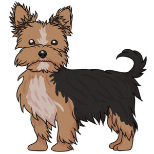 how to draw a yorkie