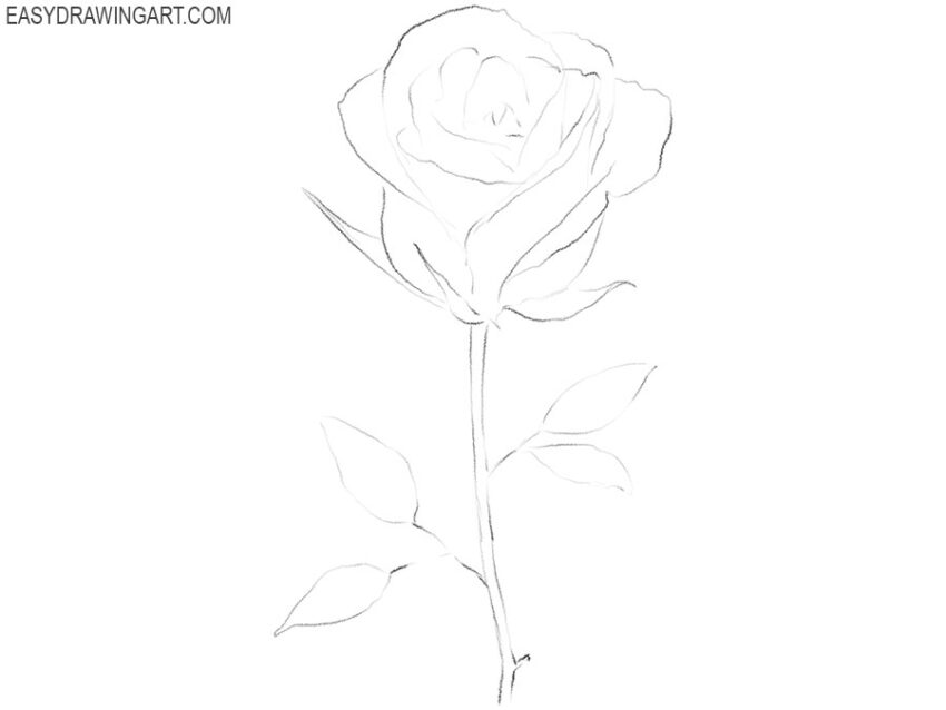 sketching the basic outlines of the flower
